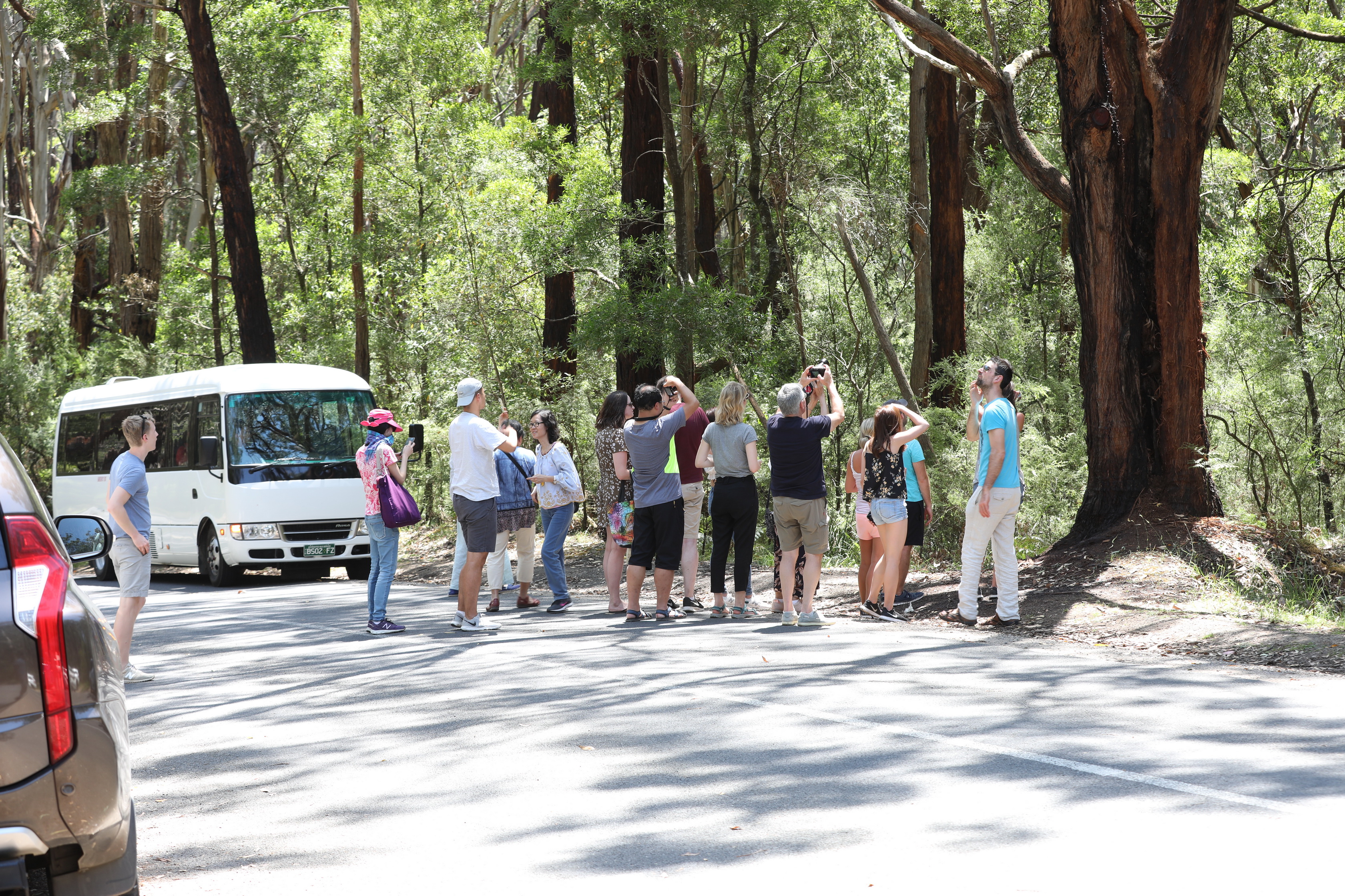 Die Koalaliebhaber behindern den ganzen Verkehr